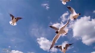 Morning Music: Piano & Organ Instrument Cozy Music for Stress Relief