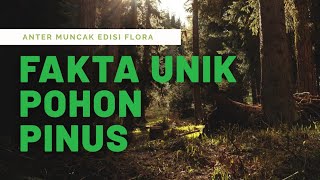 YANG JARANG KALIAN KETAHUI TENTANG POHON PINUS