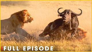 ALPINE PREDATOR REALM - A Landscape Built for the Kill (Full Episode) | Nature Animal Documentary