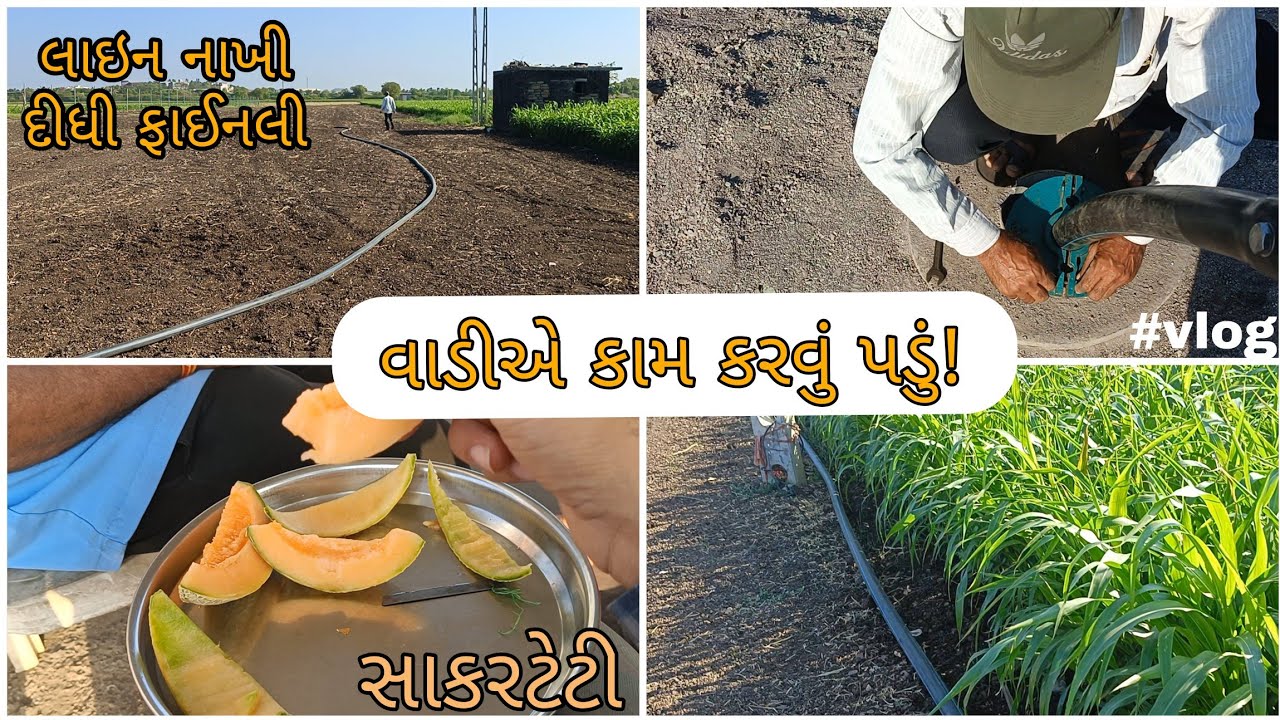 ➡️વાડીએ કામ કરવું પડું//સાકારટેટી કાઢી ને મોજ કરી😂//#dipakahirvlog 