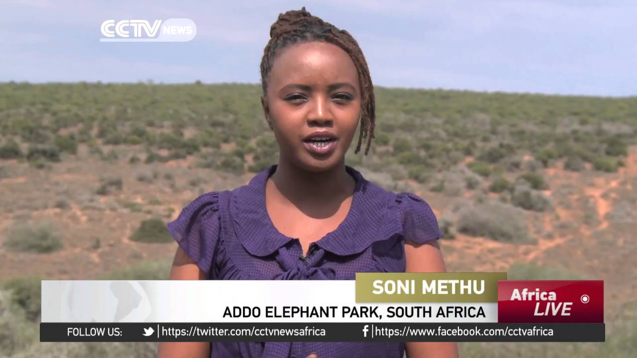 Rangers say legalising ivory trade can sustain conservation