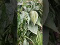 My hot chili plant in 2021