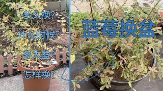 【种蓝莓之五】怎样做蓝莓换盆｜多大盆？什么时间？多久换？什么土？怎么换？逐一解答