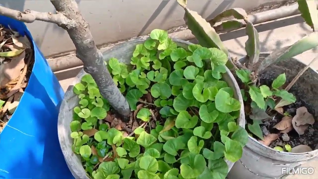 🪴আজকে ছাদে গিয়ে মনটা ভরে গেল। আম,লেবু, মাল্টা, পুদিনা, থানকুনি পাতা আরও কতকিছুই না আছে। 