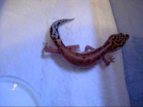 sheet bend New Leopard Gecko!