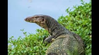 suara biawak terseram...!!!