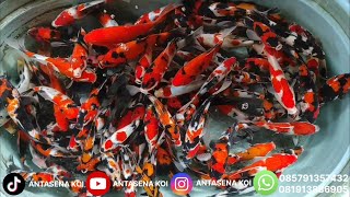 SHOWA SHOWA-NGAR 🔥 JENIS KOI PALING FAVORIT DICARI READY BOSKU 🎉🎉
