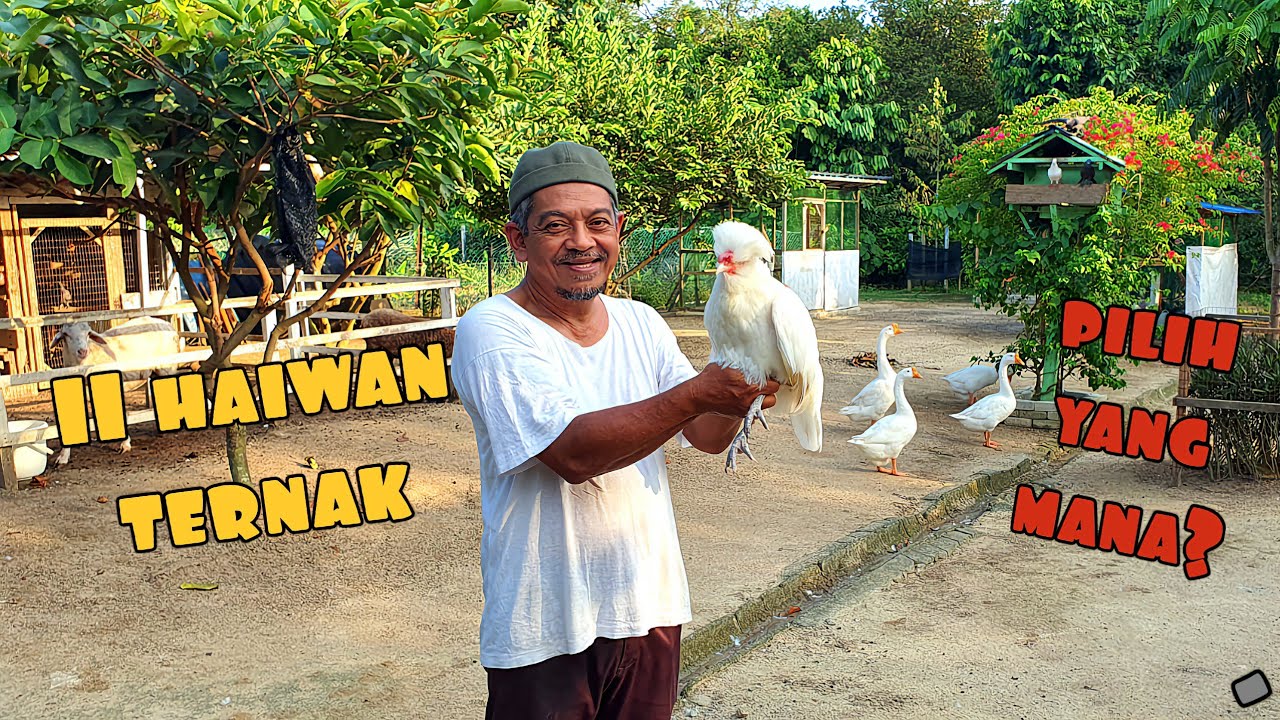 ✅️ JELAJAH KEBUN ATOK. 11 JENIS HAIWAN TERNAKAN YANG PASTI MEMPESONA