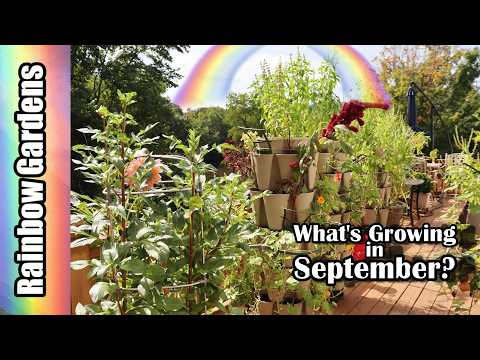 What's Growing in September? Ginger, Dahlias, Watermelons, More!