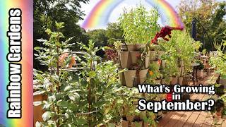 Whats Growing in September? Ginger, Dahlias, Watermelons, More!