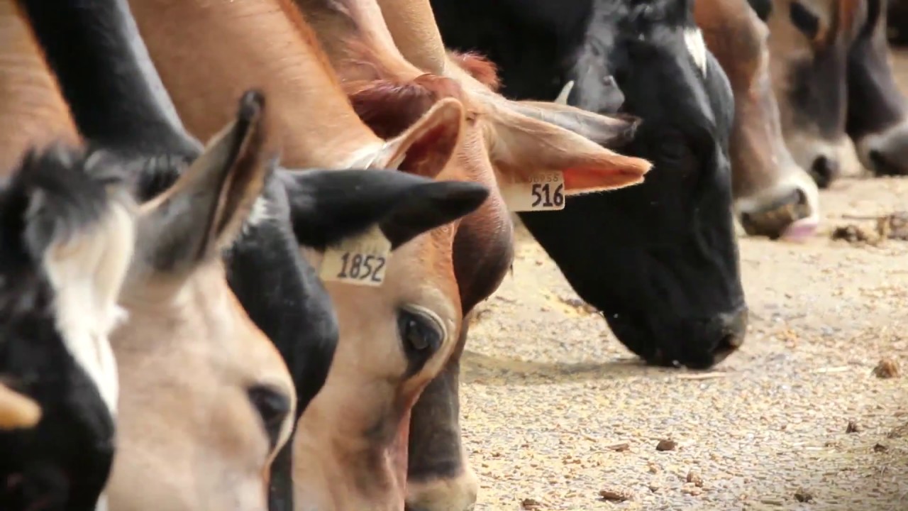 Dairy Farm Insurance Package Newman Insurance YouTube