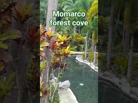 Forest Cove Trendingshorts Resorts Music Travelvlog 