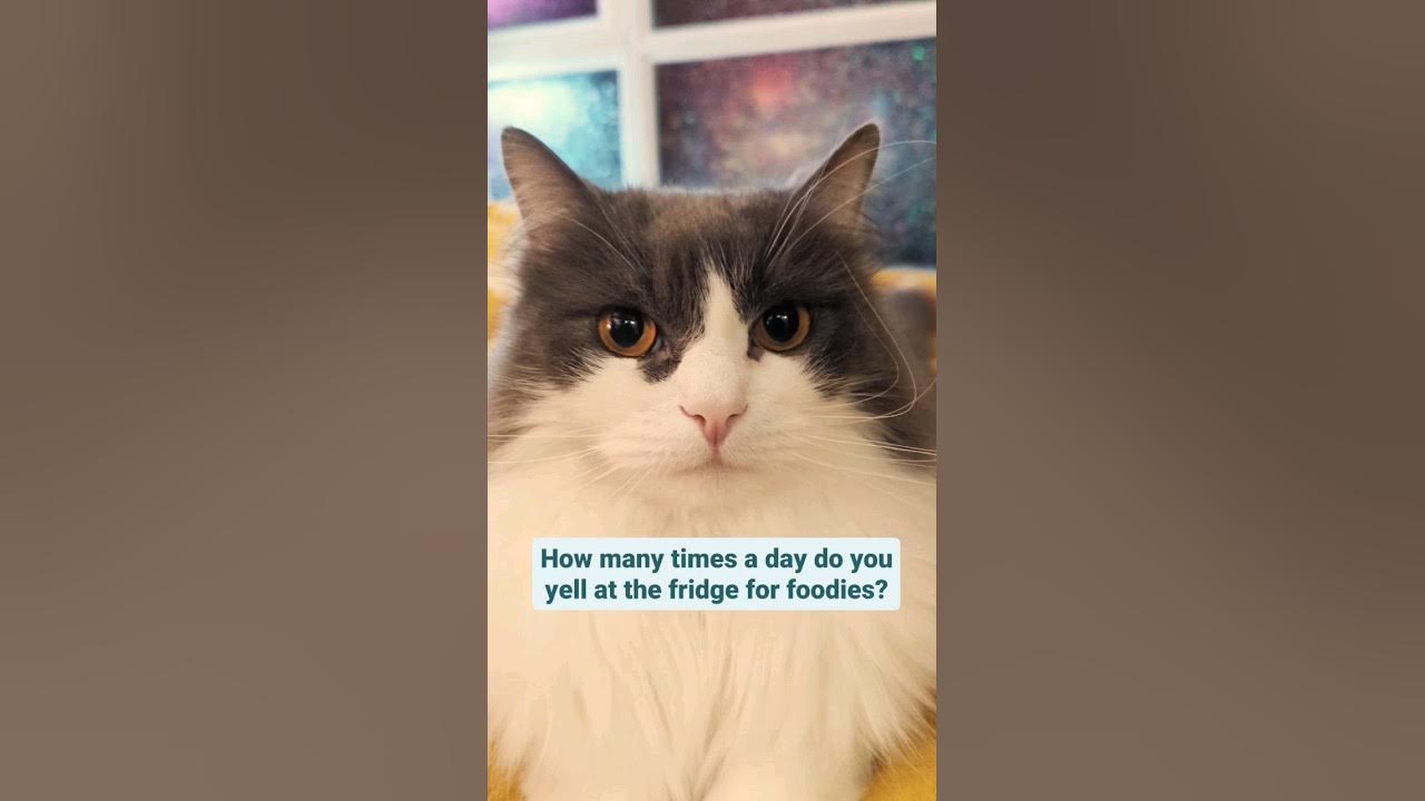 does-your-cat-yell-at-the-fridge-fluffycat-catstagram-catlife