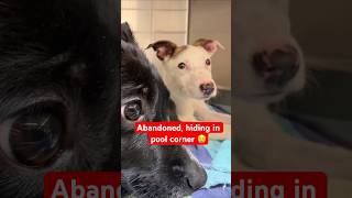 Two puppies abandoned, Hiding in Pool Corner 😢 #dogrescue #doglove #puppy