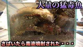 10匹の元気な猛毒魚を全部さばいた結果・・・