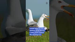 🕊️ The Mystery of Inland Gulls in Somerset