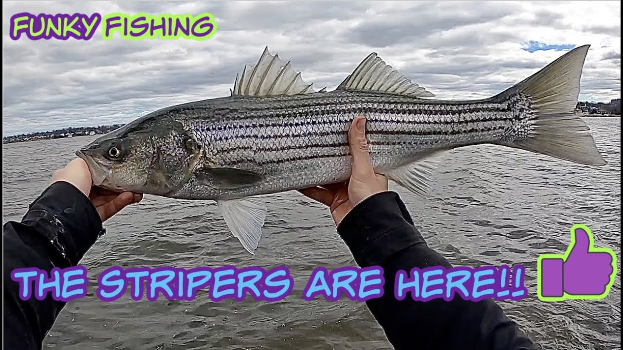 NY Striper Season Is HERE!!!!!! Catching Bass one after the other YouTube