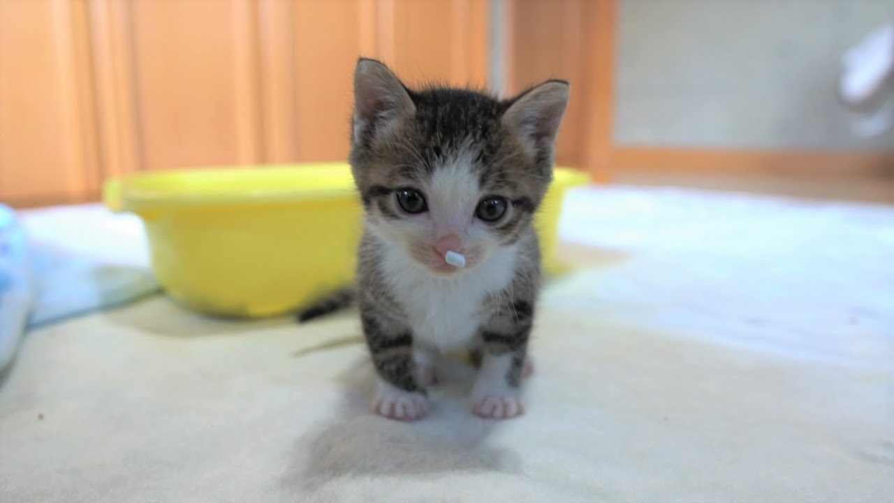 初めて一人でウンをした後、猫砂をつけてトイレから出てきた子猫