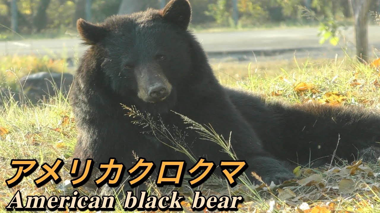 クマ アメリカクロクマの生態 くまのプーさん テディベアのモデルになった熊 American Black Bear Youtube
