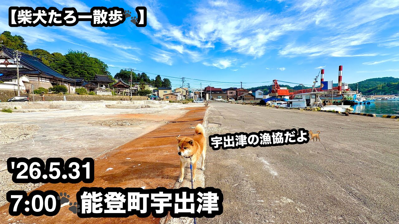 みときち　オープンカーの探偵犬　階段のある風景 Morning Walk with My Shiba Inu in Noto🐾 Exploring the Old Fishing