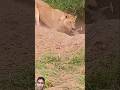 #wildlife #lion #animals #wildanimals #beautiful #পশুপাখি