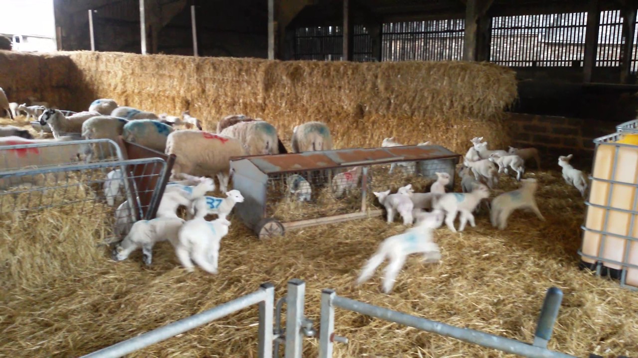 Lamb Play Time circles YouTube