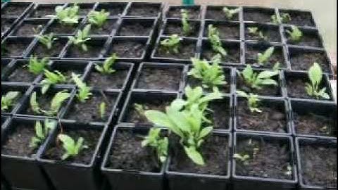 Comfrey Propagation
