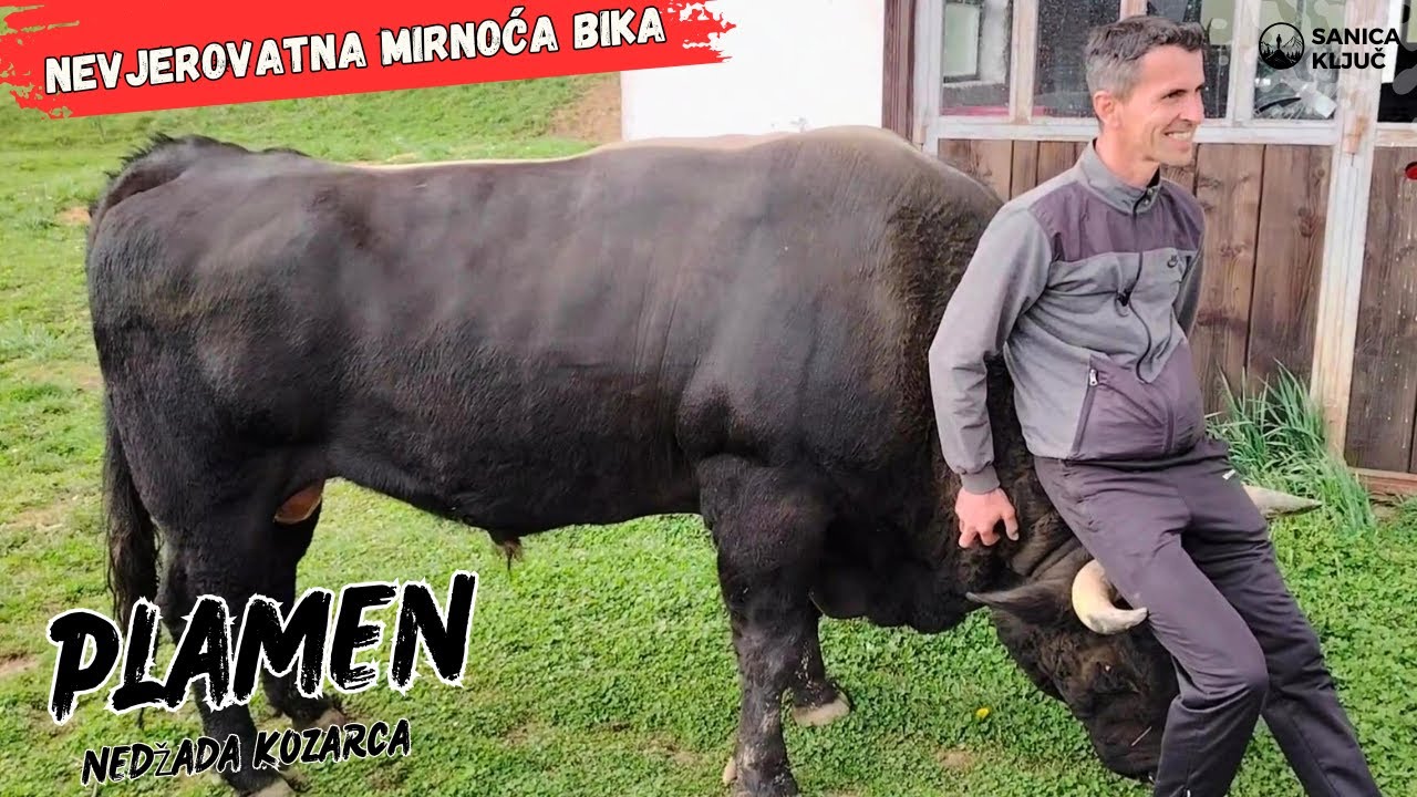 Plamen - Snaga i smirenost u jednom biku. Trener Mero demonstrirao pred kamerom