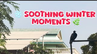 Winter Serenity Calm Weather, Birds & Natures Peaceful Sounds Feeh Fari