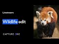 Capture One 21 Livestream: Quick Live | Wildlife Edit