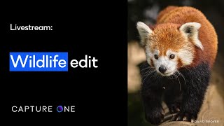Capture One 21 Livestream: Quick Live | Wildlife Edit screenshot 5