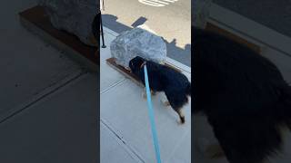 art installation 🐶 #viral #puppy #dogs #cute #trending