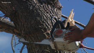 One of the oldest white oak trees in the state cut down