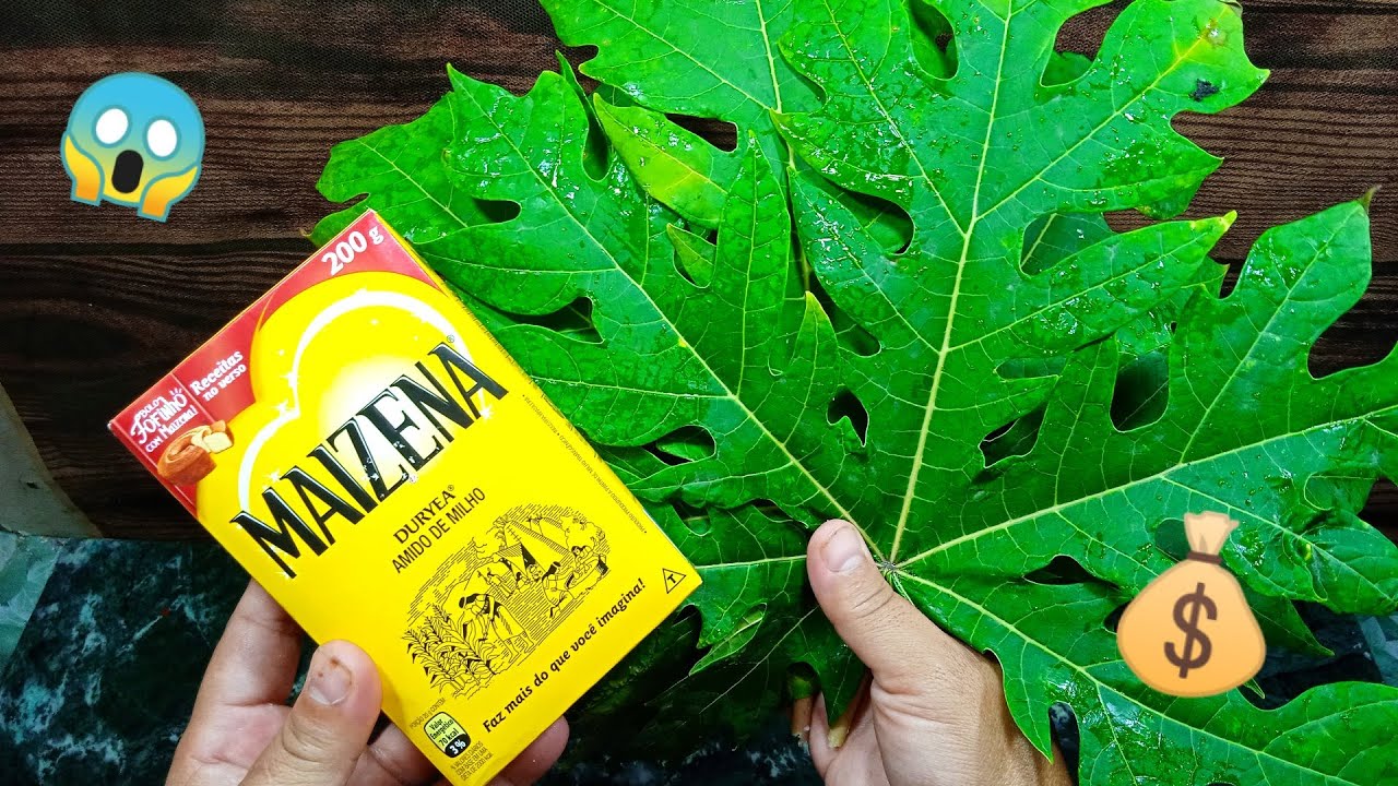 😱💰 VOCÊ NUNCA VIU ASSIM ?? FOLHAS DE MAMÃO E AMIDO DE MILHO ESSA RECEITA VAI DEIXAR TODOS SURPRESOS