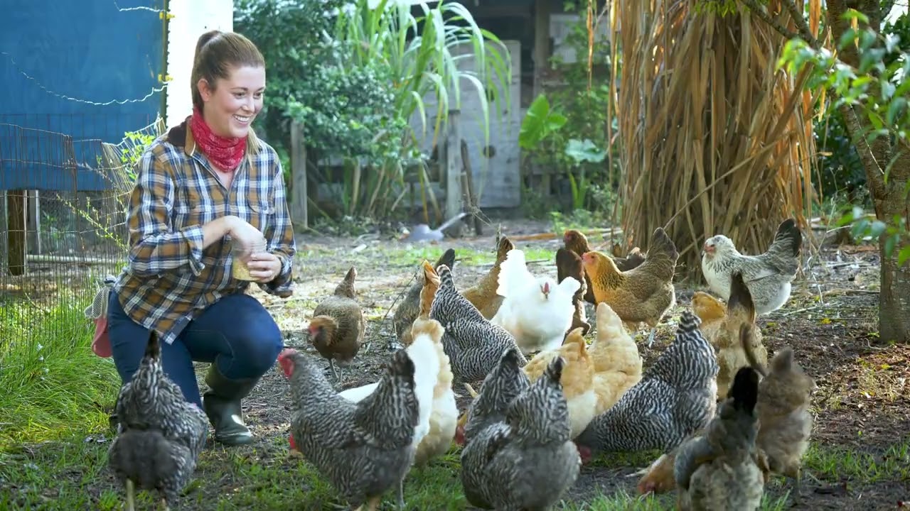 canal 3 Ferme avicole propre ! Comment se débarrasser des rats et des serpents grâce à ce remède mai