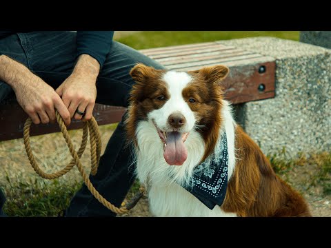 Video: Maisto pasidalijimas su šunimi