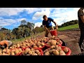 Potato harvest on our vegetable farm