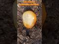 gemstones mining citrine formed agate gems shorts#gemstones #mining #agate #gems #shorts#agatestone
