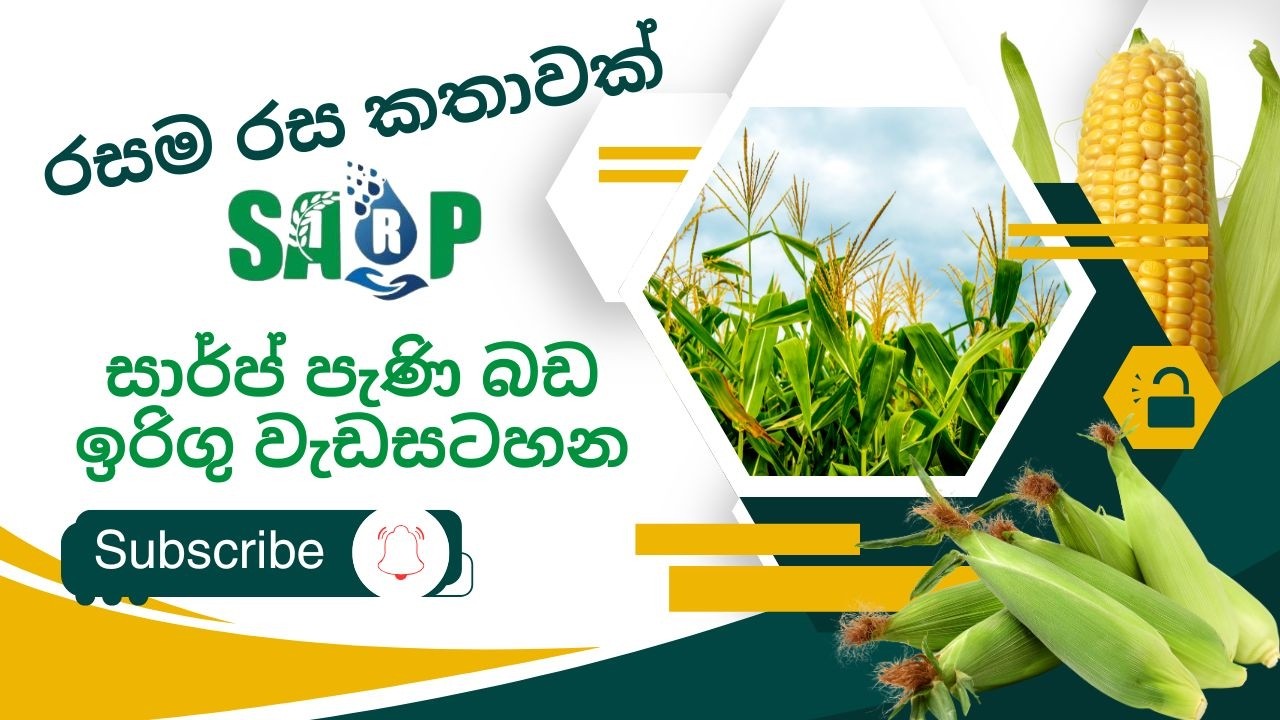 රසයෙන් ඉහළ වගේම ඉහළ ආදායමක් ලැබිය හැකි පැණි බඩඉරිඟු වගාවේ අපේ කතාව