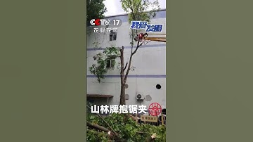 Shanlin Grapple Saw | Removing overgrown trees next to the factory — one grab, one cut! ✅