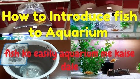 How to add fish in aquarium || Aquarium beginners guide series (part 6)