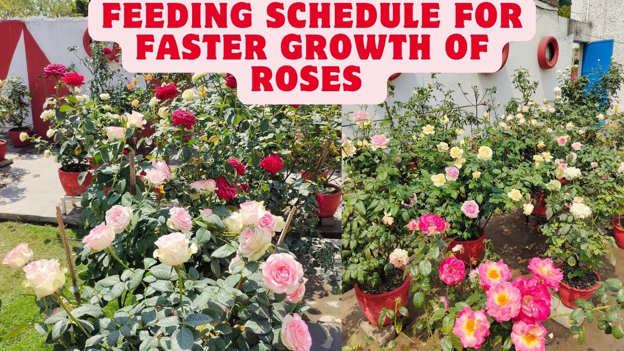 Weekly feeding schedule for Rose Plants for faster growth  | After Repotting & For New Plants