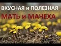 110. Весеннее поедание МАТЬ и МАЧЕХИ, очень полезно и ВКУСНО!