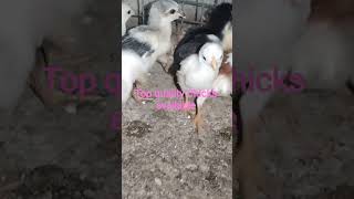Pure temple tail top quality parrot beak Chicks available #aseelmurga #show #aajsajeya #jazbaa