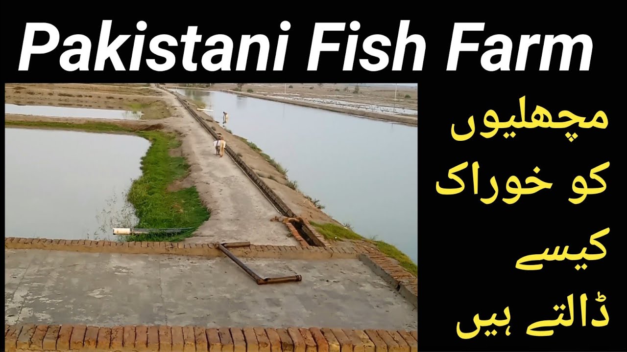 biofloc fish farming in pakistan 2024fish farming biofloc - YouTube