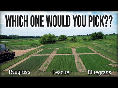 Video: Soorten binnengras - Wat is het beste gras om binnen te kweken