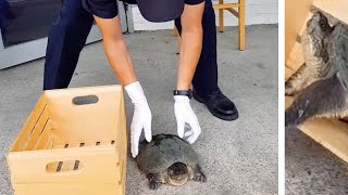 警察官がこの爬虫類に近づいた 見ていた同僚は笑いすぎで呼吸ができなくなった