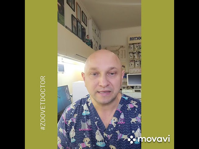 Басенджи африканская не лающая собака характер особенность советы рекомендации ветеринара ветврач