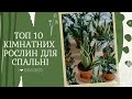 Топ 10 кімнатних рослин для СПАЛЬНІ