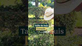 Comment tailler un buis comme un pro ?